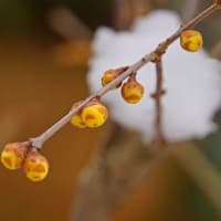 今年初の雪見・湖北　２０２５年１月