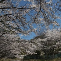 2025年 満開の桜（その２ ）裏山のソメイヨシノ / さくらさくら＆花は咲く
