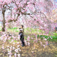 犬と山梨に桃と桜を見にやってきました♪（その２）