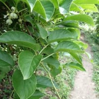 花立峠・登山道沿いの花　2025/06/21