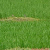 青田風が吹くところで