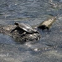 今日も会えた