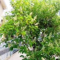 白鷺公園・続き