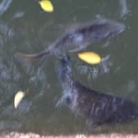 大岡川の黒鯛