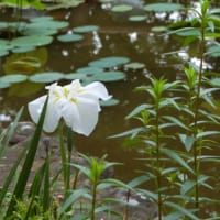 ついウトウトしてしまうんです　～小平あじさい公園で～