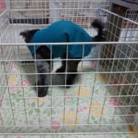 日中は外に出れないもん！