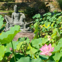 蓮の花そよぐ花の御寺へ