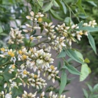 南天の花