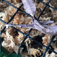 エダハヘラオヤモリ