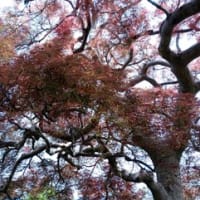 お手伝い　4月12回目　防鳥網展張&摘果