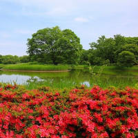 昭和記念公園（6/7）