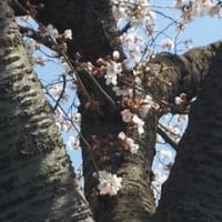 今年の花見　【毛馬桜之宮公園】