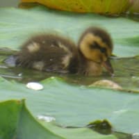 とんでもない事に。ヒナ１０羽死んだ。池には猫の死体。