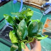 入荷水草　アヌビアスナナ