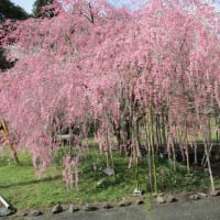 枝垂桜をママと一緒にとりにいきました