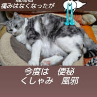 龍馬くん体調不良