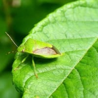 梅雨の晴れ間の虫撮り写ん歩