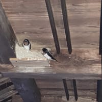ツバメ雛が孵る