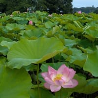 蓮の花は見ごろ　小山田神社と薬師池公園　