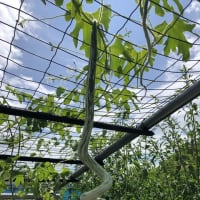 東京都薬用植物園