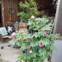 藤の花開花