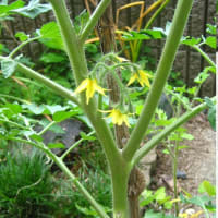 トマトの花