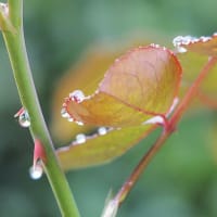 雨のあと