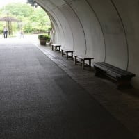 馬見丘陵公園の菖蒲