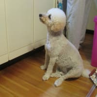 ひたすら待つのです！