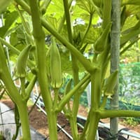 オクラに支柱設定です。