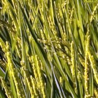 2025年、稲の開花だよね
