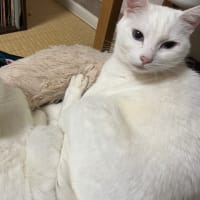 玉突き状態で…