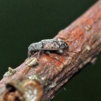 ハナムグリの幼虫 南大沢昆虫便り ハナムグリの幼虫 南大沢昆虫便り