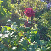 母の庭ではバラが見ごろを迎えました