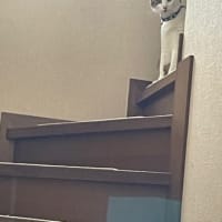 ヘアーカラは中止で、次は空白のままで・・・