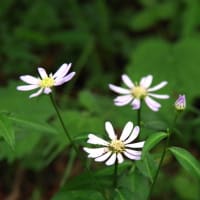 バイカモ（梅花藻）の花