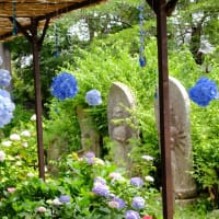 奈良　般若寺　　紫陽花咲く頃