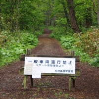 野幌森林公園に五月の雨降る