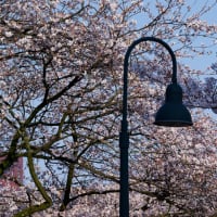 富山の旅　５　松川べりの桜並木 その２