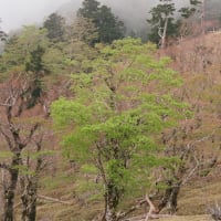 今春の大台ヶ原