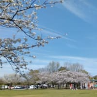 横目で花見