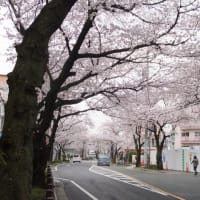 2013 桜の季節