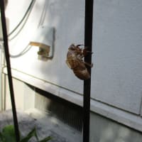 酷暑の夏にfogのリネンを・・・