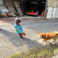 我が家のアイドル柴犬夢、本日永眠………