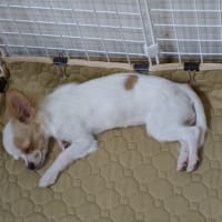 シロ🐕初体験