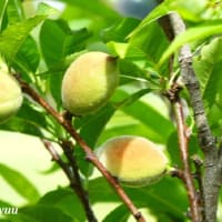 相模原麻溝公園では「ハナモモ」が大きな実をつけだした!!