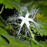 自然は不思議です　～カラスウリの雄花と雌花～