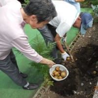 『じゃがいも』掘りをしました。