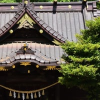 皐月の穀雨　騎西・玉敷神社の長藤