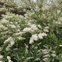 春の畑は一段落かな？